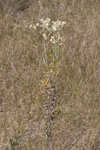 Heller's cudweed